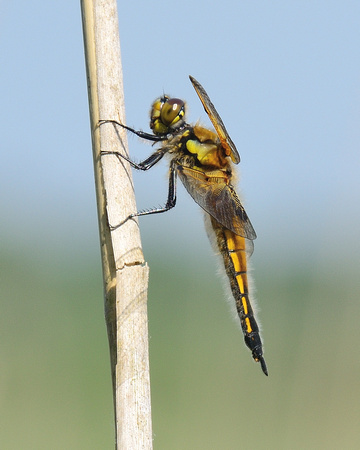 Four-spotted Chaser (Libellula quadrimaculata) Shapwick Heath NNR,Somerset.