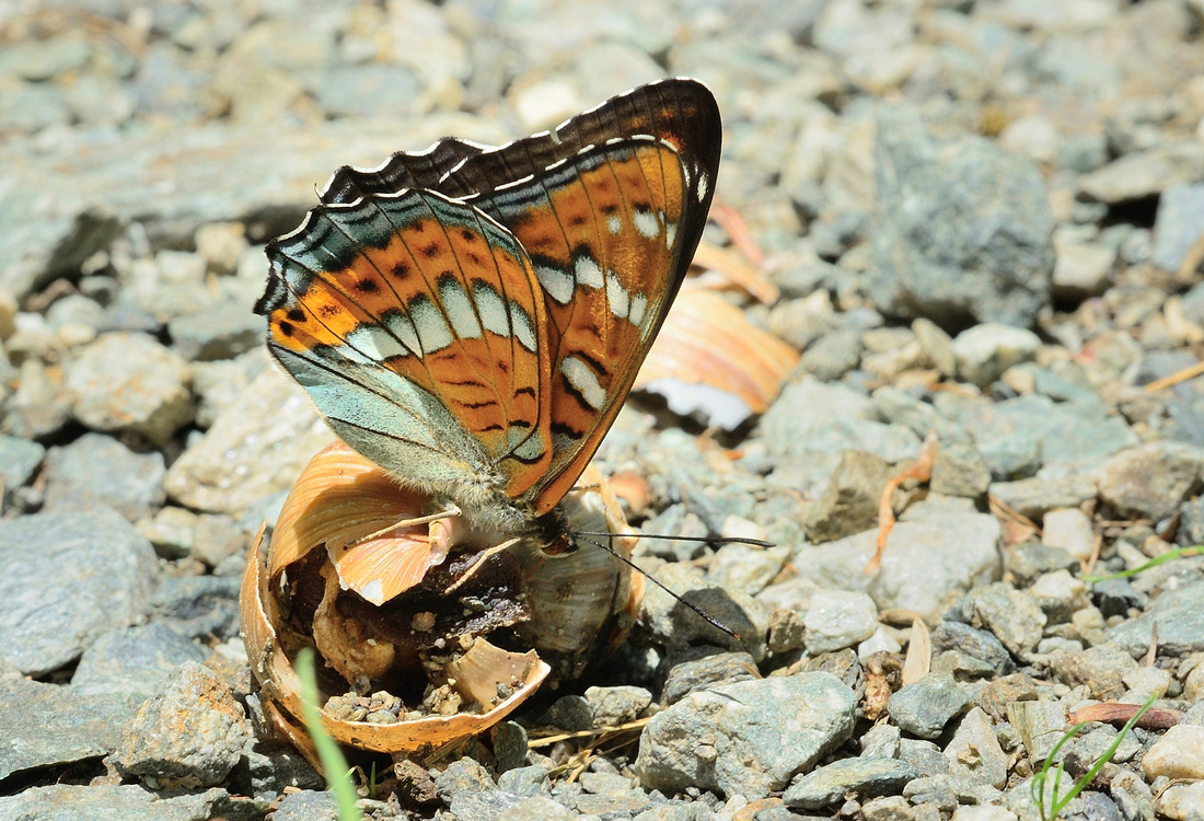 Poplar Admiral (Limenitis populi) Hautes-Alpes