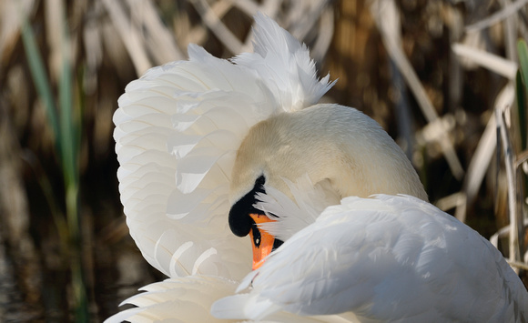 Swan  preening