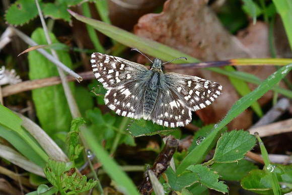 Grizzled Skipper (Pyrgus malvae)  Lydlinch Common Dorset.