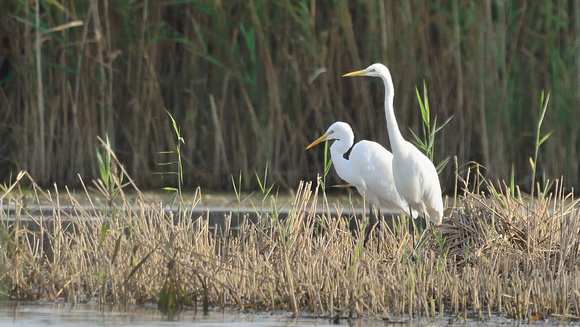 Great-white-Egrets.London Drove,Westhay Moor NNR, Somerset.