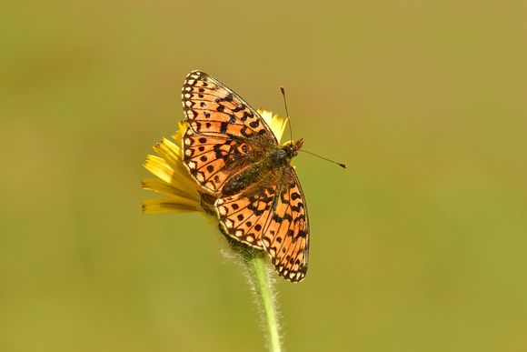 Small Pearl-bordered Fritillary  (Boloria selene)  Priddy Mineries,  Somerset.