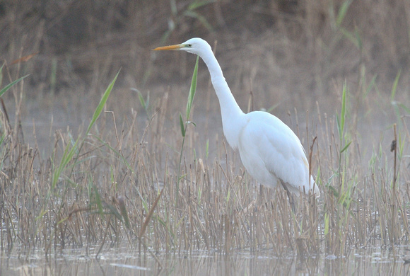 Great-white-Egret.London Drove,Westhay Moor NNR, Somerset.