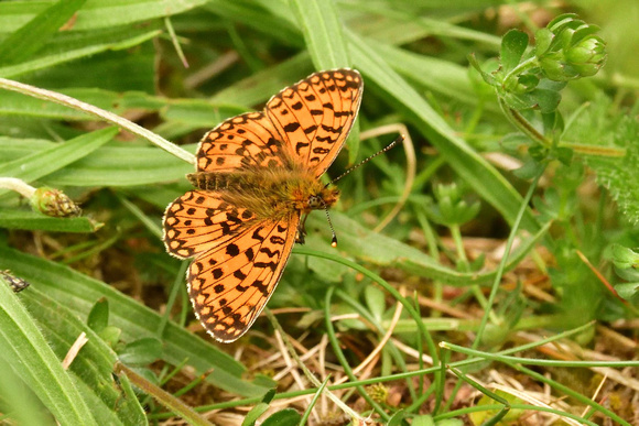 Small Pearl-bordered Fritillary  (Boloria selene)  Priddy Mineries,  Somerset.