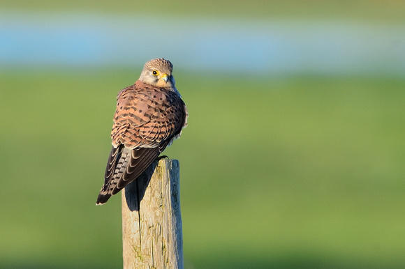 Kestrel (Falco tinnunculus) Tealham Moor,Somerset.