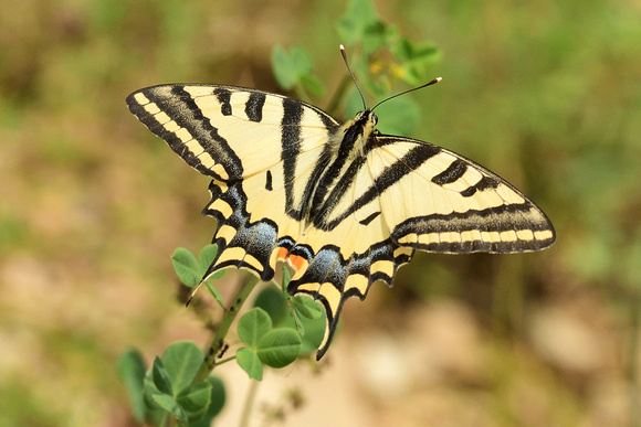 Southern Swallowtail (Papilio alexanor)  Alpes-de-Haute-Provence,France.