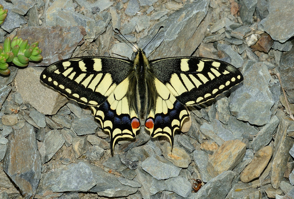 Swallowtail (Papilio machaon) Pyrénées-Orientales,France.