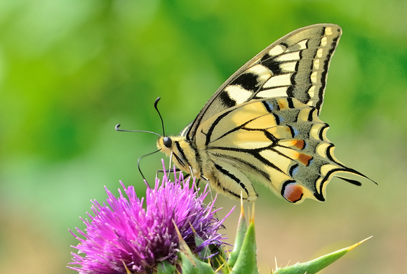 Swallowtail (Papilio machaon) Bouches-du-Rhône
