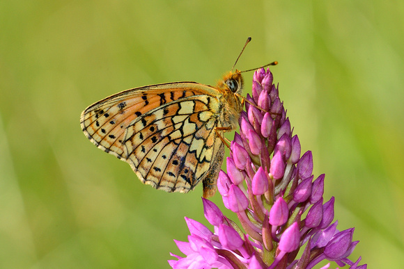 Twin-spot Fritillary (Brenthis hecate)