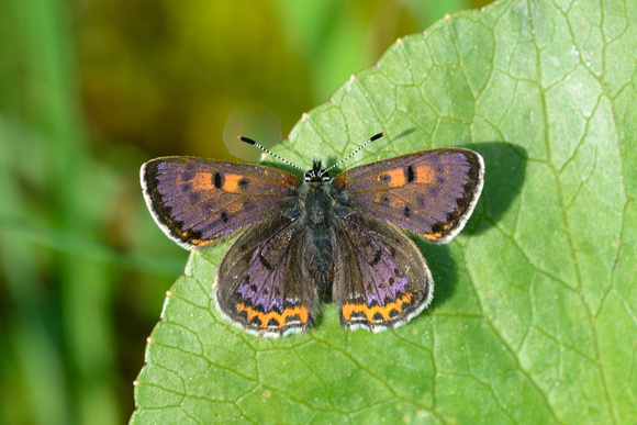 Violet Copper (Lycaena helle) Doubs, France.