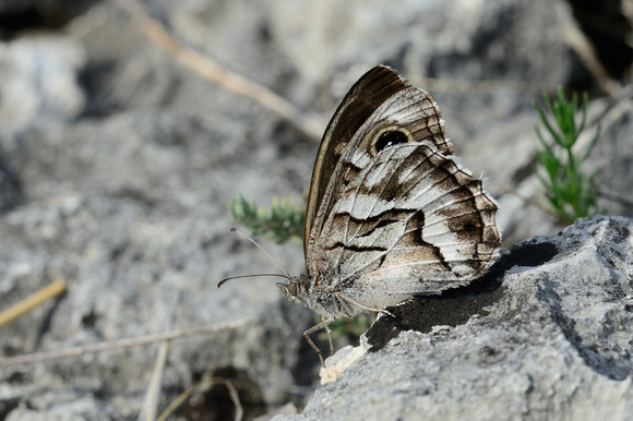 Striped Grayling (Hipparchia fidia) Vaucluse, France,
