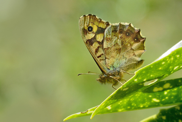 Speckled Wood.(Pararge aegeria).