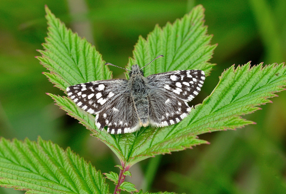 Grizzled Skipper (Pyrgus malvae) Doubs, France.