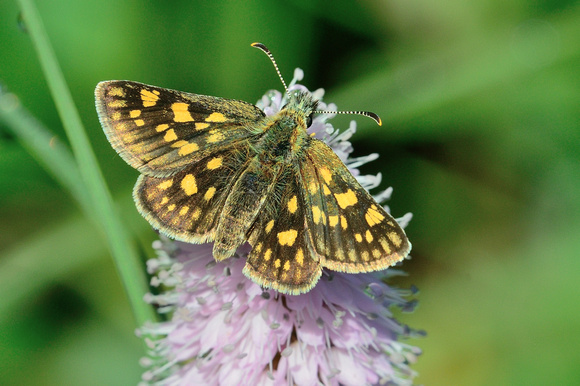 Chequered Skipper (Carterocephalus palaemon) Doubs,France
