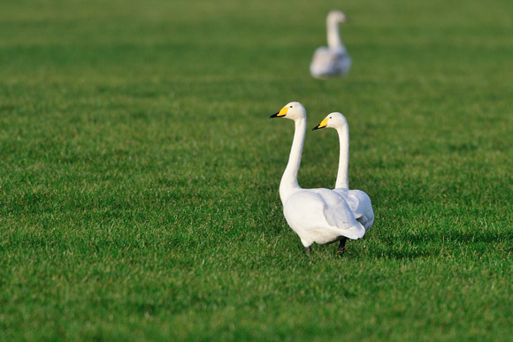 Whooper Swans (Cygnus cygnus) Blakway, Somerset.