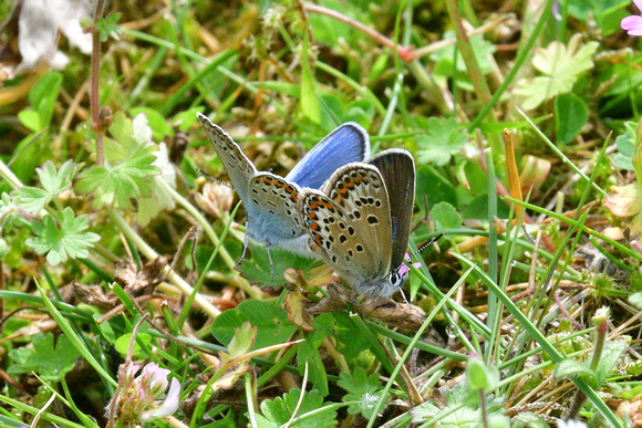 Silver-studded Blue(Plebejus argus) Prees Heath Common, Shropshire