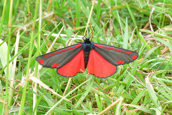 Cinnabar moth, (Tyria jacobaeae) Prees Heath Common, Shropshire