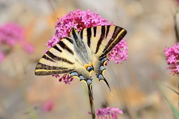 Southern Scarce Swallowtail (Iphiclides feisthamelii),this species only occurs in France in Aude & Pyrénées orientales.