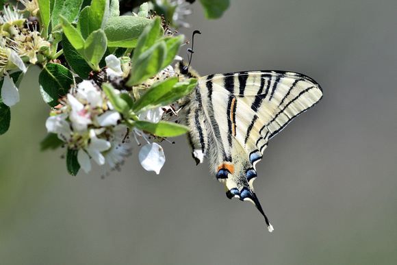 Scarce Swallowtail (Iphiclides podalirius) Var ,France.