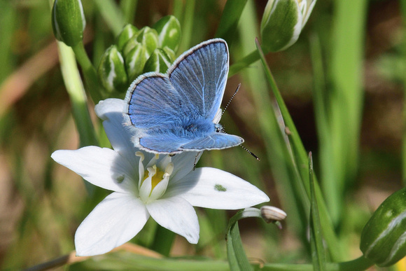 Common Blue (Polyommatus icarus) Var, France.