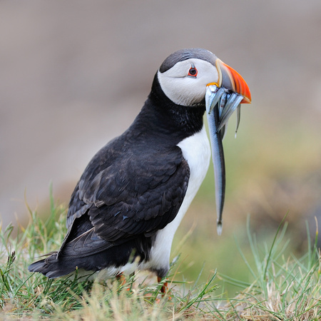 Puffin (Fratercula arctica) Farne Islands