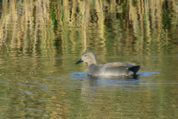 Gadwall (Anas strepera) Shapwick NNR. From Noah`s Hide.