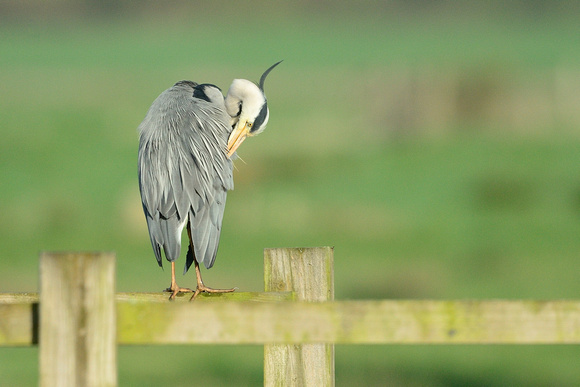 Grey Heron. (Ardea cinerea) Tealham Moor, Somerset.