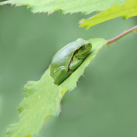 European tree frog (Hyla arborea) La Brenne,Vienne, France.