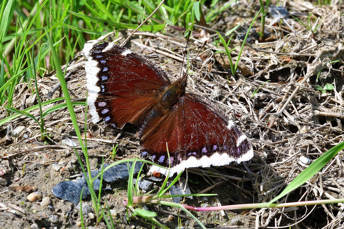 Camberwell Beauty (Nymphalis antiopa) Loire- Atlantique, France.