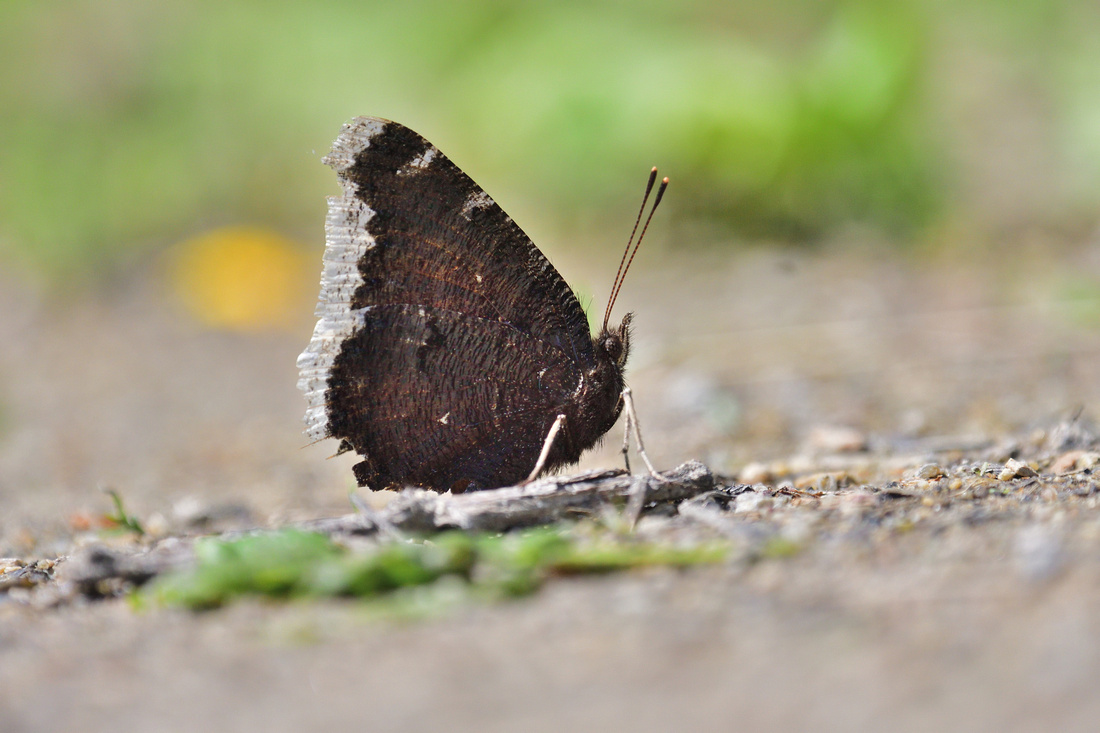 Camberwell Beauty (Nymphalis antiopa) Loire- Atlantique, France.