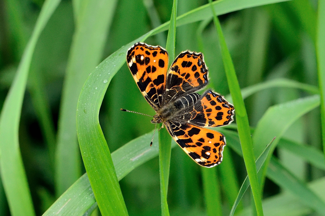 Map (Araschnia levana)  (Springtime) Loire- Atlantique, France.