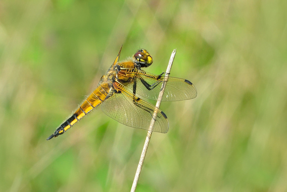 Four-spotted Chaser ( Libellula quadrimaculata) Westhay NNR, Somerset.