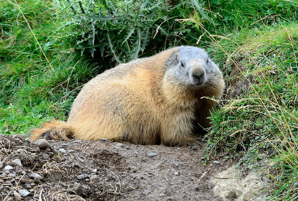 Alpine marmot (Marmota marmota). French Pyrenees .