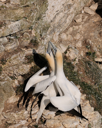 Gannets  canoodling (Morus bassanus] Bempton  Cliffs.