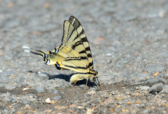 Scarce swallowtail (Iphiclides podalirius)  Vendee , France.