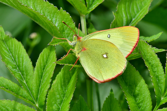Moorland Clouded Yellow (Colias palaeno)  Doubs, France.
