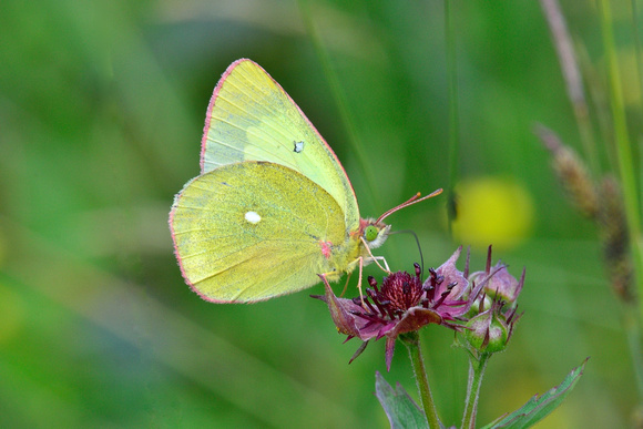 Moorland Clouded Yellow (Colias palaeno)  Doubs, France.