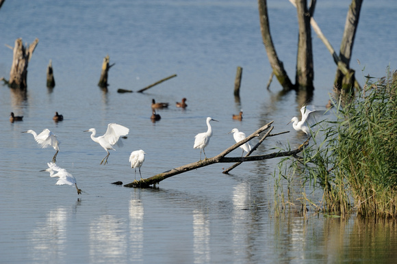 Little Egrets at Noels Lake Shapwick NNR, Somerset.