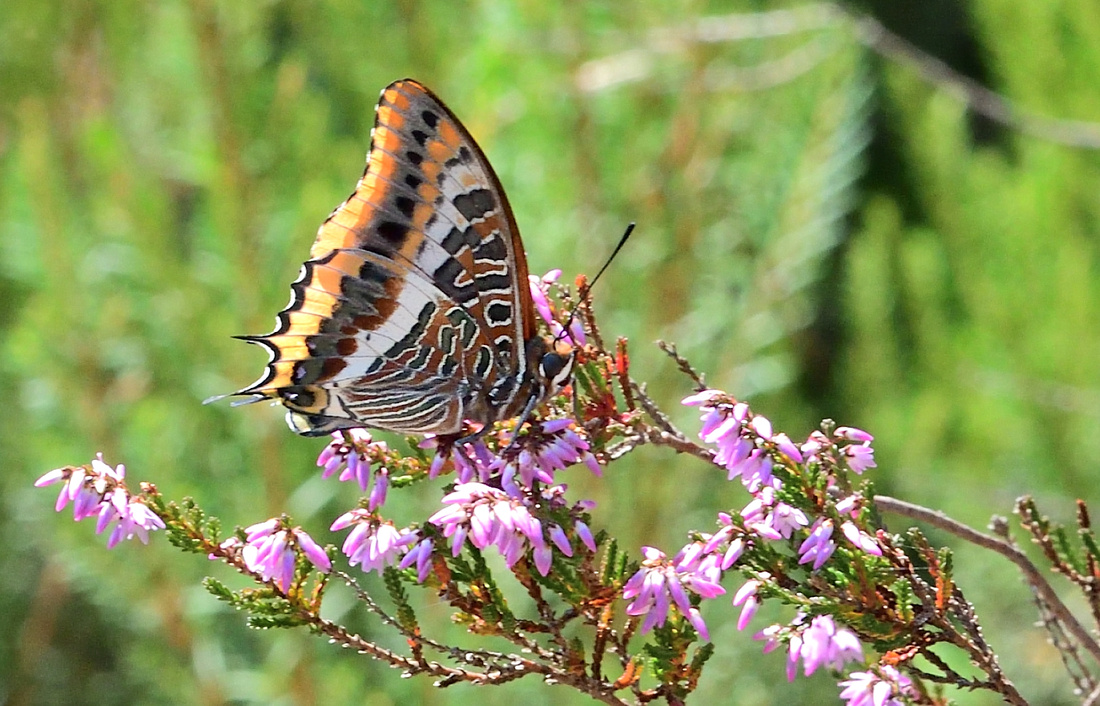 Two-tailed Pasha (Charaxes jasius) Spain.