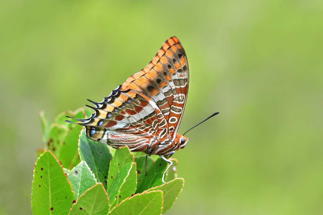 Two-tailed Pasha (Charaxes jasius) Spain.