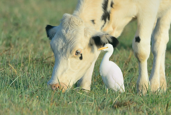 Cattle Egret (Bubulcus ibis) Tealham Moor,Somerset.