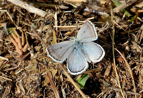 Gavarnie Blue (Plebejus pyrenaicus)  Hautes-Pyrénées,  France.