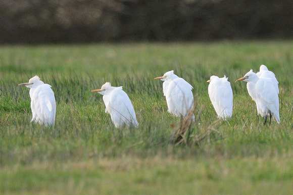 Six of Thirty two Cattle Egrets seen on Tadham Moor. (Bubulcus ibis) Tadham Moor,Somerset.