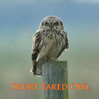 Short Eared Owl (Asio flammeus)