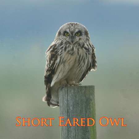 Short Eared Owl (Asio flammeus)  Tealham Moor,  Somerset.