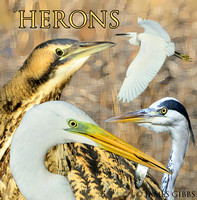Herons of somerset and France