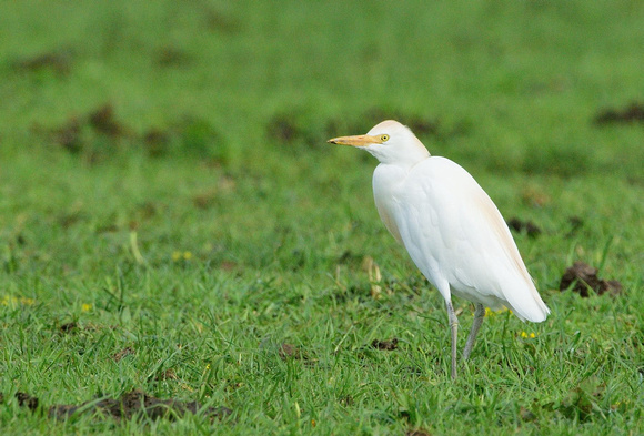 One of approximately twenty two Cattle Egrets ,North Chine drove, Somerset.