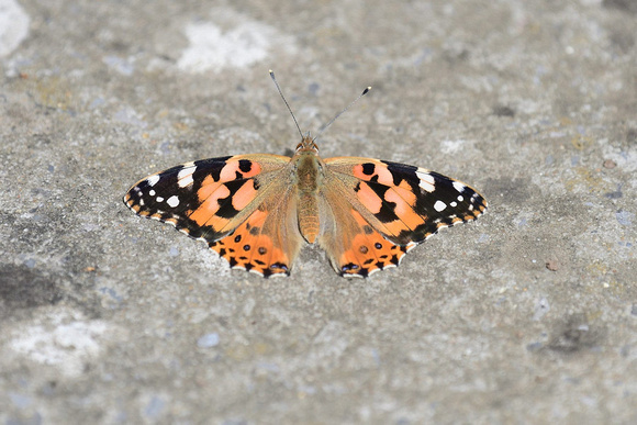 Painted Lady (Vanessa cardui)  Somerset.