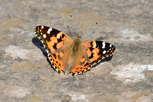 Painted Lady  (Vanessa cardui)  Somerset.