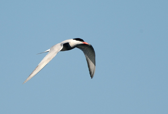 Sandwich Tern (Thalasseus sandvicensis). Farne Islands